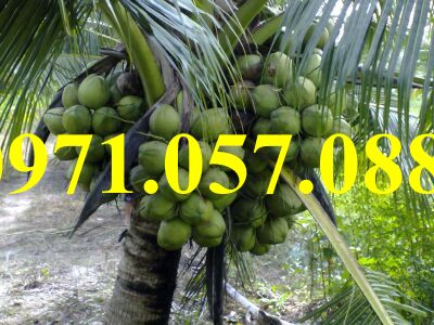 Cây giống dừa xiêm xanh
